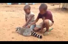 Lemur lubi drapki