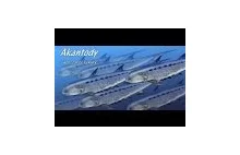 Fossil Record - ciekawostki o skamieniałościach