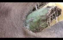 Dromader zajadający się ze smakiem kaktusem z ogromnymi igłami