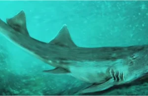 Znaleziono szczątki wymarłego rekina z "kosmicznymi" zębami