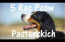 5 Ras Psów Pasterskich