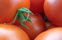 Pomidory zapobiegają depresji