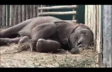 Wild and Woolly, An Elephant and his Sheep (Full documentary