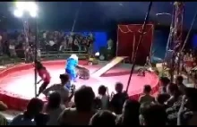 Niedźwiedź zaatakował trenera podczas występów cyrkowych