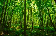 Naukowcy: zalesianie najbardziej efektywnym środkiem w walce ze zmianą klimatu