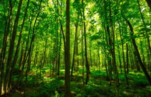 Naukowcy: zalesianie najbardziej efektywnym środkiem w walce ze zmianą klimatu