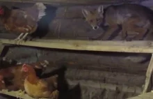 Lis złapany w kurniku na gorącym uczynku