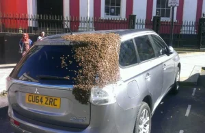 Pszczoły śledziły samochód przez dwa dni. 'Nigdy czegoś takiego nie widziałem'