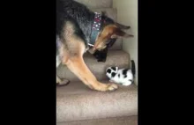 Pies pomaga małemu kociakowi wejść po schodach.