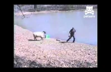 Zła owca atakuje rybaka :)