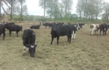 Krowy z Ciecierzyc nie idą na rzeź ale obrońcy zwierząt zapowiadają dalszą walkę