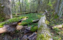 Apel naukowców do premiera o objęcie całej P. Białowieskiej parkiem narodowym