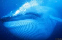 Naukowcy odkryli sposób, w jaki wieloryby koordynują mięśnie szczęk i kości...