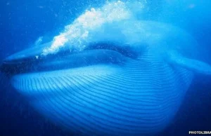 Naukowcy odkryli sposób, w jaki wieloryby koordynują mięśnie szczęk i kości...