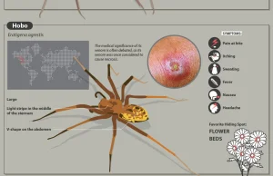 Co powodują ukąszenia niebezpiecznych pająków [Infografika]