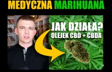 MEDYCZNA MARIHUANA - OLEJEK CBD + CBDA - jak to wszystko działa?