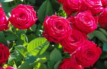 Jak dbać o róże? | Rok w ogrodzie