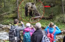 Tatry: Turyści oko w oko z niedźwiedziami. Zamiast wiać... robili zdjęcia