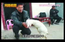 Chińczyk kupił dwunożną kozę, aby wyleczyć się z raka