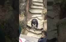 Szympans rzuca się na staruszkę
