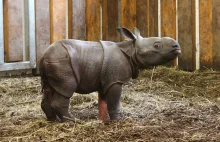 W zoo urodził się nosorożec! (ZDJĘCIA