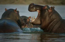 Hipopotam zagrożony?