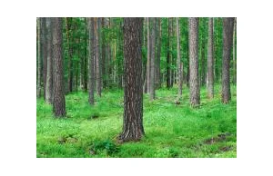 Nadzór nad lasami niepaństwowymi — Regionalna Dyrekcja Lasów Państwowych w...