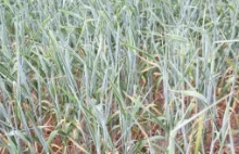Susza zagraża blisko połowie upraw zbóż jarych