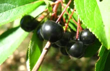 Aronia - polski niedoceniony skarb