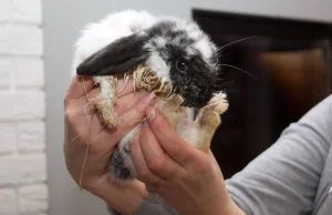 Chory królik na sprzedaż we Wrocławskim sklepie zoologicznym.