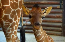 We Wrocławskim ZOO urodziła się żyrafa siatkowana [ZDJĘCIA].