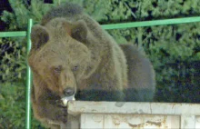 "Kontenerowe niedźwiedzie" buszują po słowackich śmietnikach