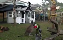 Wkurzony kangur