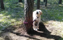 Internauci szukają człowieka, który zostawił swojego psa w lesie na pewną...