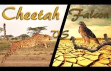 Cheetah vs Falcon | RAP BATTLE