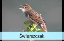 Ptaki Polski i ich śpiew