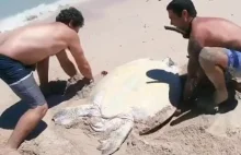 Ratowanie żółwia.
