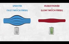 Świetne wytłumaczenie różnic pomiędzy maratończykami i sprinterami.
