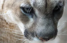 Puma wschodnia uznana za wymarłą. Z Ziemi znikają kolejne gatunki zwierząt...