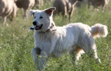Włoski sąd nakazał uwolnienie psa, który za głośno szczekał