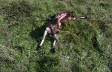 Atak wilków pod Olsztynem. Zjadły unikatową owcę, mającą cztery rogi
