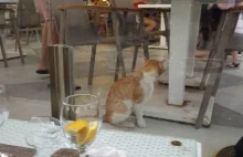 Brud, koty na stołach, zepsute jedzenie. Dramat rybniczan w tureckim hotelu
