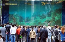 Pęknięta szyba w chińskim oceanarium