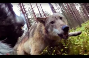 Unikalne nagranie walki psa z dwoma wilkami, w lesie podczas polowania