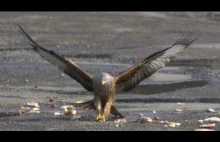 Ptaki drapieżne "polują" na pożywienie - slow motion.