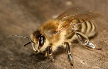 Pszczołom na ratunek - B-droid pomoże zapylać rośliny