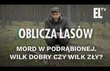 Mord w Podrąbionej. Wilk dobry czy zły? | Oblicza Lasów...