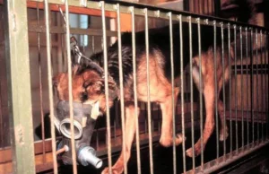 Tysiące zabitych i torturowanych psów – tak testowano środek użyty na...