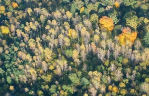 Puszcza Białowieska umiera...