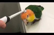 Czuje dobrze papuga